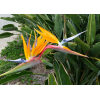 Bird of Paradise - Image 2