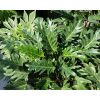 Winterbourn Philodendron