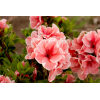 Autumn Sunburst® Encore® Azalea