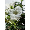Autumn Moonlight® Encore® Azalea