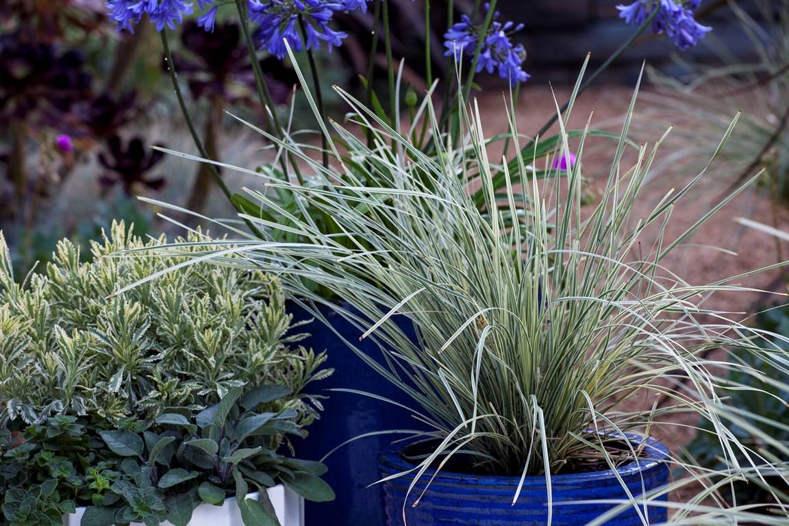 Platinum Beauty™ Lomandra