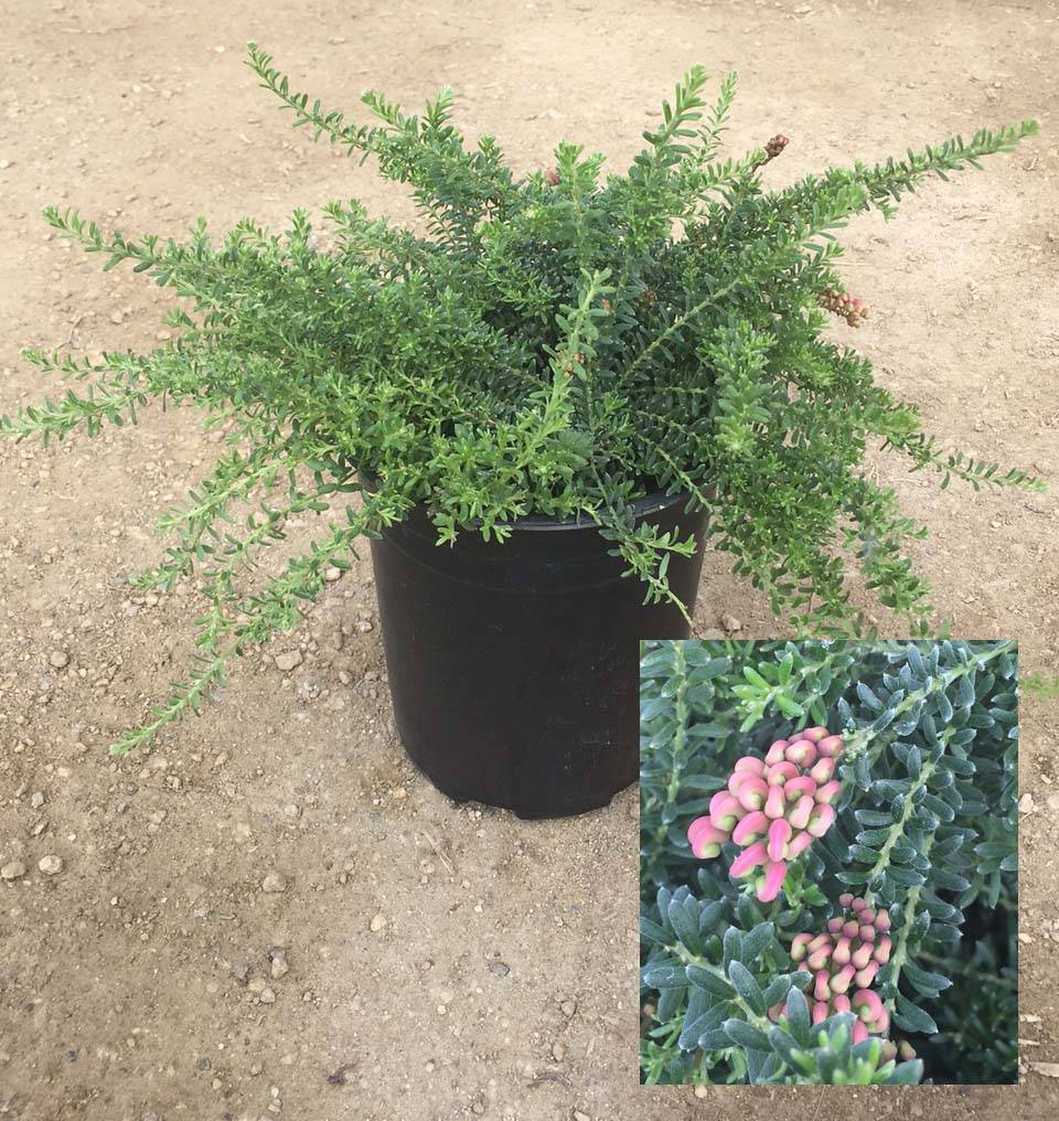 Grevillea lanigera ‘Coastal Gem’ Everde Growers