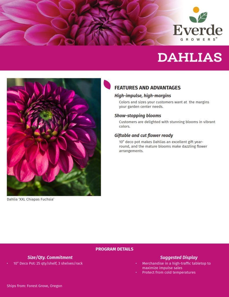 10 FORE_Dahlias 2021-2_001