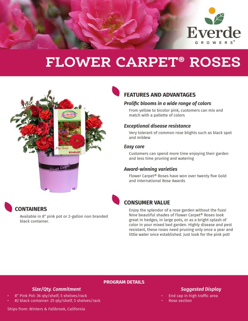 3 WINT_Flower Carpet 2021-2_001