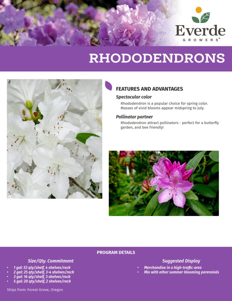 5 FORE_Rhododendrons 2021-2_001