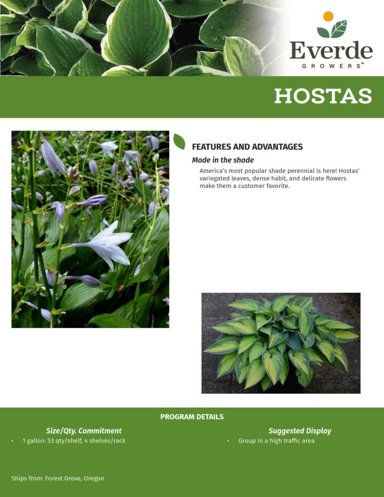 8 FORE_Hostas 2021-3_001