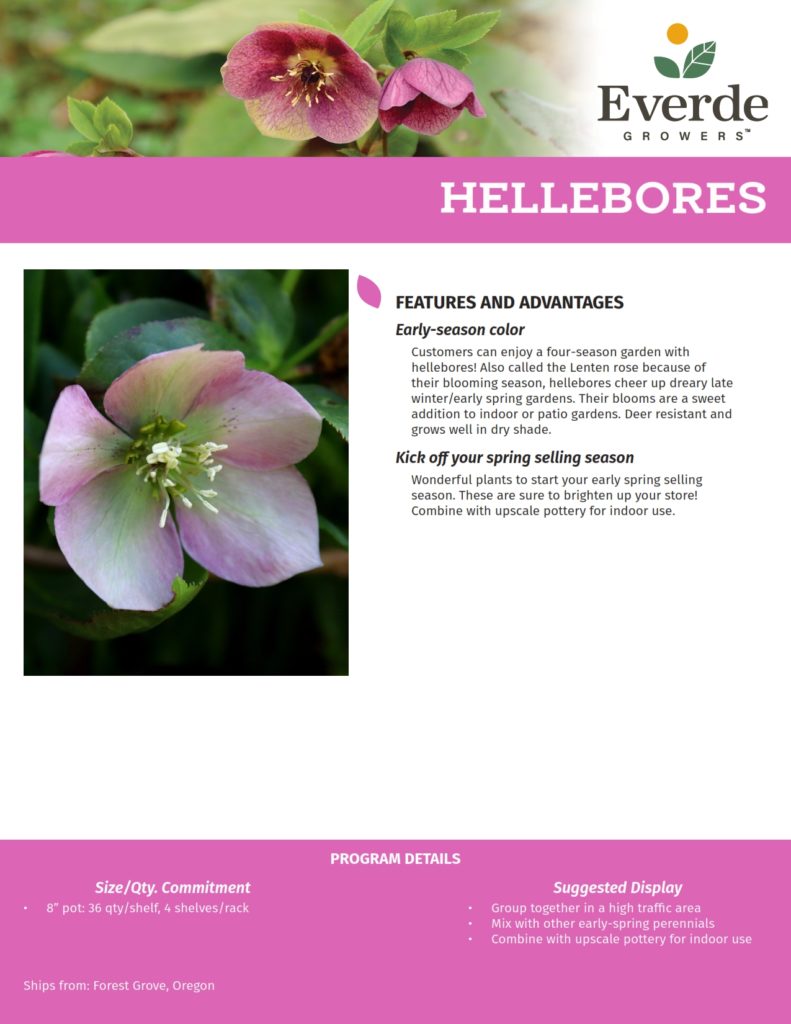 9 FORE_Hellebores 2021-2_001