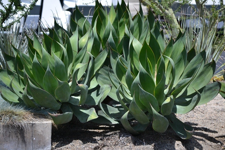 agave blue flame