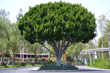 ficus nitida full grown