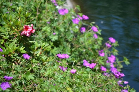 geranium sanguineum