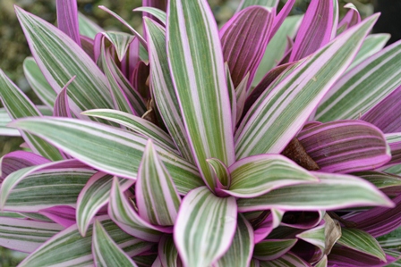 Rhoeo spathacea Tricolor