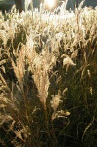 Maiden Grass