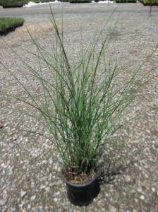 Gracillimus Maiden Grass