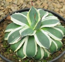 Agave 'Cream Spike' - Everde Growers
