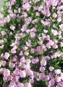 Evening Primrose