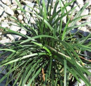 Mondo Grass