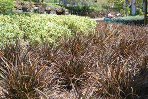Tom Thumb Flax