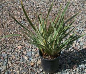 Dwarf Variegated Flax