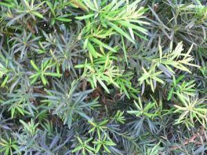 Shrubby Yew Podocarpus