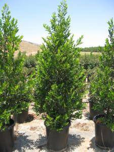 Compact Carolina Cherry Laurel