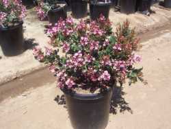 Pink Lady Indian Hawthorn