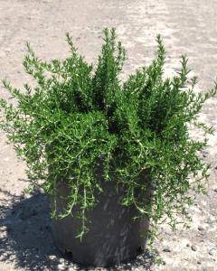 Prostrate Rosemary