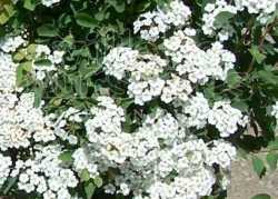 Vanhoutte Spiraea