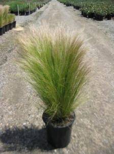 Mexican Feather Grass