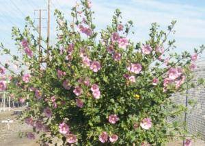 Tara’s Pink Cape Mallow