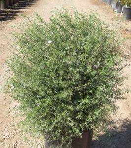 Wynyabbie Gem Coast Rosemary