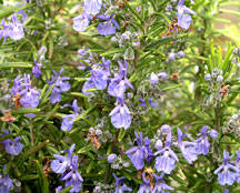 Gold Dust Rosemary