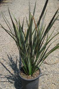 Phormium ‘Coordination’