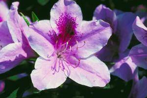 George L. Taber Azalea