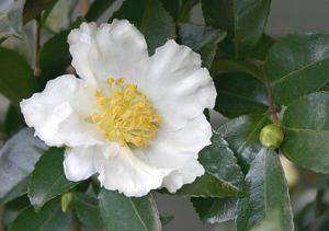 Setsugekka Camellia