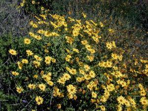 California Bush Sunflower