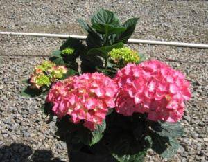 Merritt’s Supreme Mophead Hydrangea