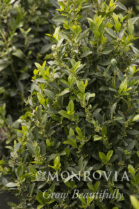 Emerald Colonnade® Holly