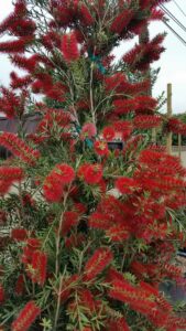 Slim™ Bottlebrush