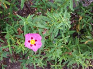 Orchid Rockrose