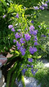 Sapphire Showers Duranta