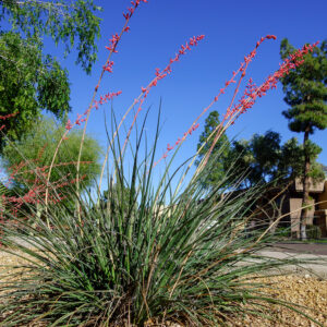 Red False Yucca