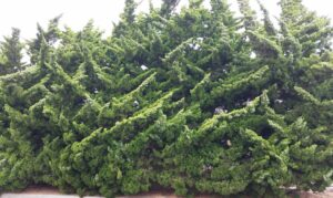 Hollywood Juniper
