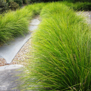 Breeze Lomandra