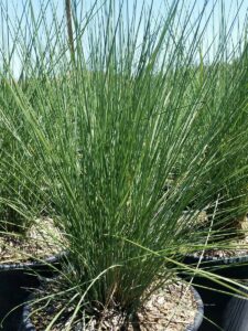 White Cloud Muhly