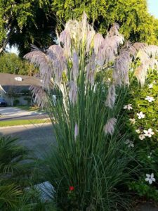Pampas Grass