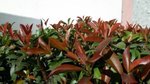 Red Tip Photinia