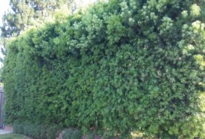 Fern Pine