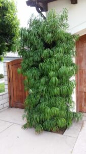 Long-leafed Podocarpus