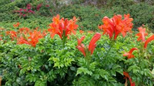 Cape Honeysuckle