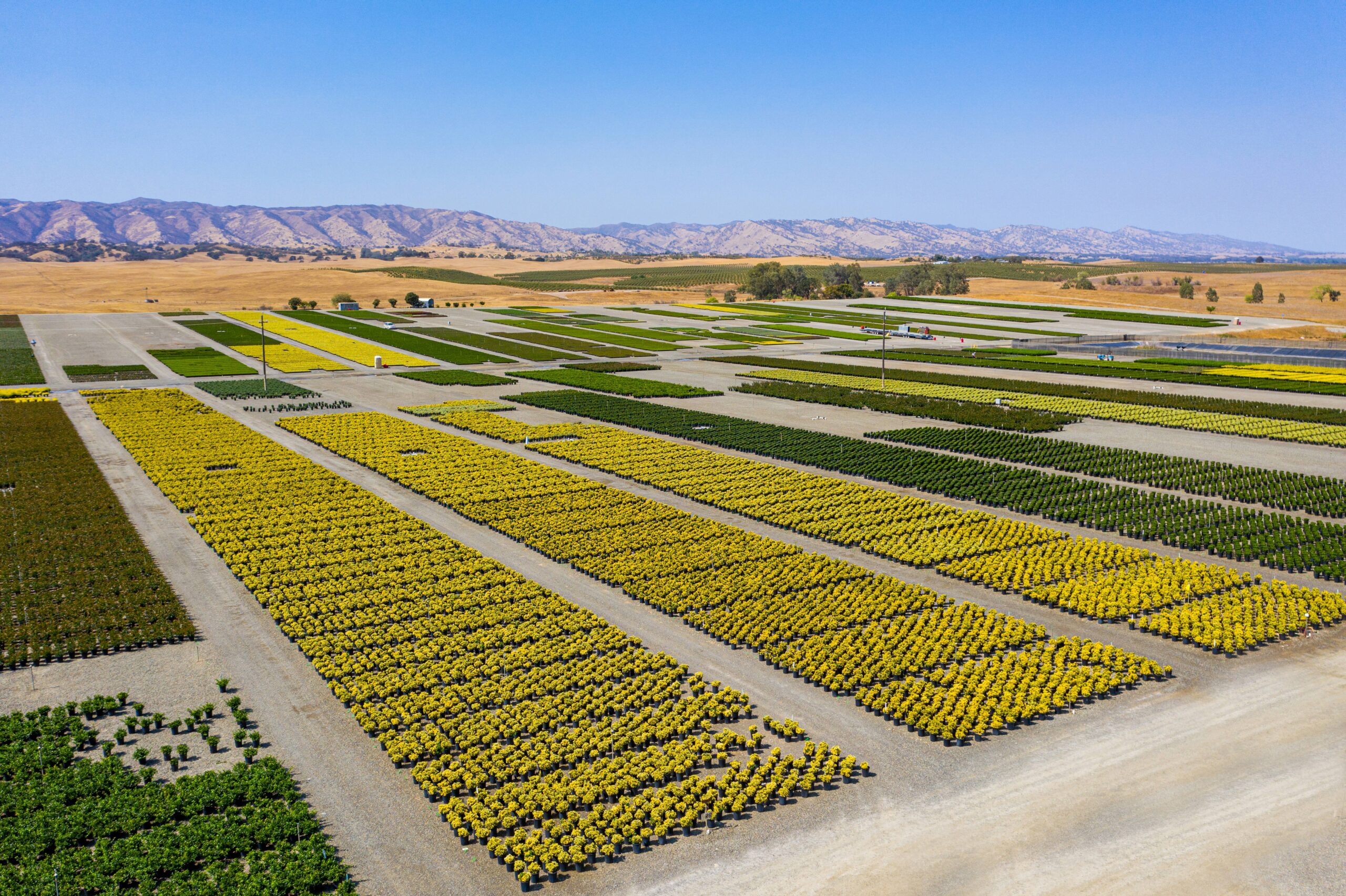 Everde Growers: Leading the Horticulture Industry